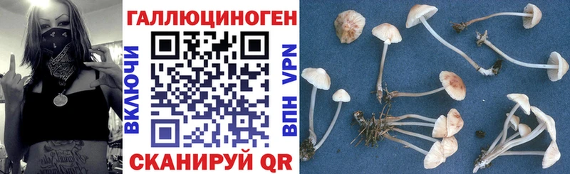 Галлюциногенные грибы Magic Shrooms  Купить где  Гатчина 